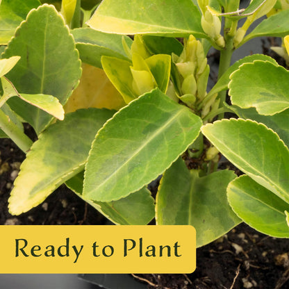 12 Golden Euonymus Shrubs | Live Plants in 2.5-inch Nursery Cubes | Japonica ‘Aureo-Marginatus’ Variety | Easy-Care Evergreen | Variegated Yellow-Green Foliage | Hedges & Shrubs for Home & Garden