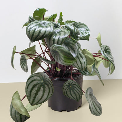 Peperomia Watermelon | Live Plant for Indoor & Outdoor | for Living Room, Office, Bathroom | (6" Pot)