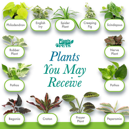 Easy to Grow Houseplants (24 Pack) Live House Plants in Plant Containers, Growers Choice Plant Set in Planters with Potting Soil Mix, Home Décor Planting Kit or Outdoor Garden Gifts by Plants for Pets