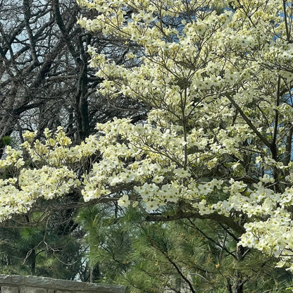 Dogwood Live Tree Plant, Flowering Dogwood Plant Live from 8 to 10 Inches Tall in Quart Pot for Outdoor Planting, Dormant in Winter (White)