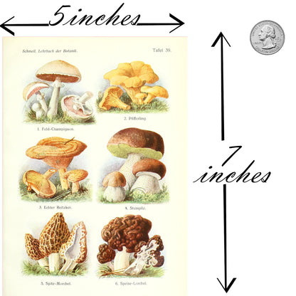Ink Inc. Botanical Prints Wall Art Woodland Plants - Fern Wildflower Mushroom - Set of 9 5x7- Unframed
