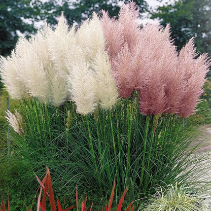 2 Plants of Pampas Grass Plant, Assorted Pampas Grass Plants Live from 5 Inches in Height Ornamental Grass Plant Live