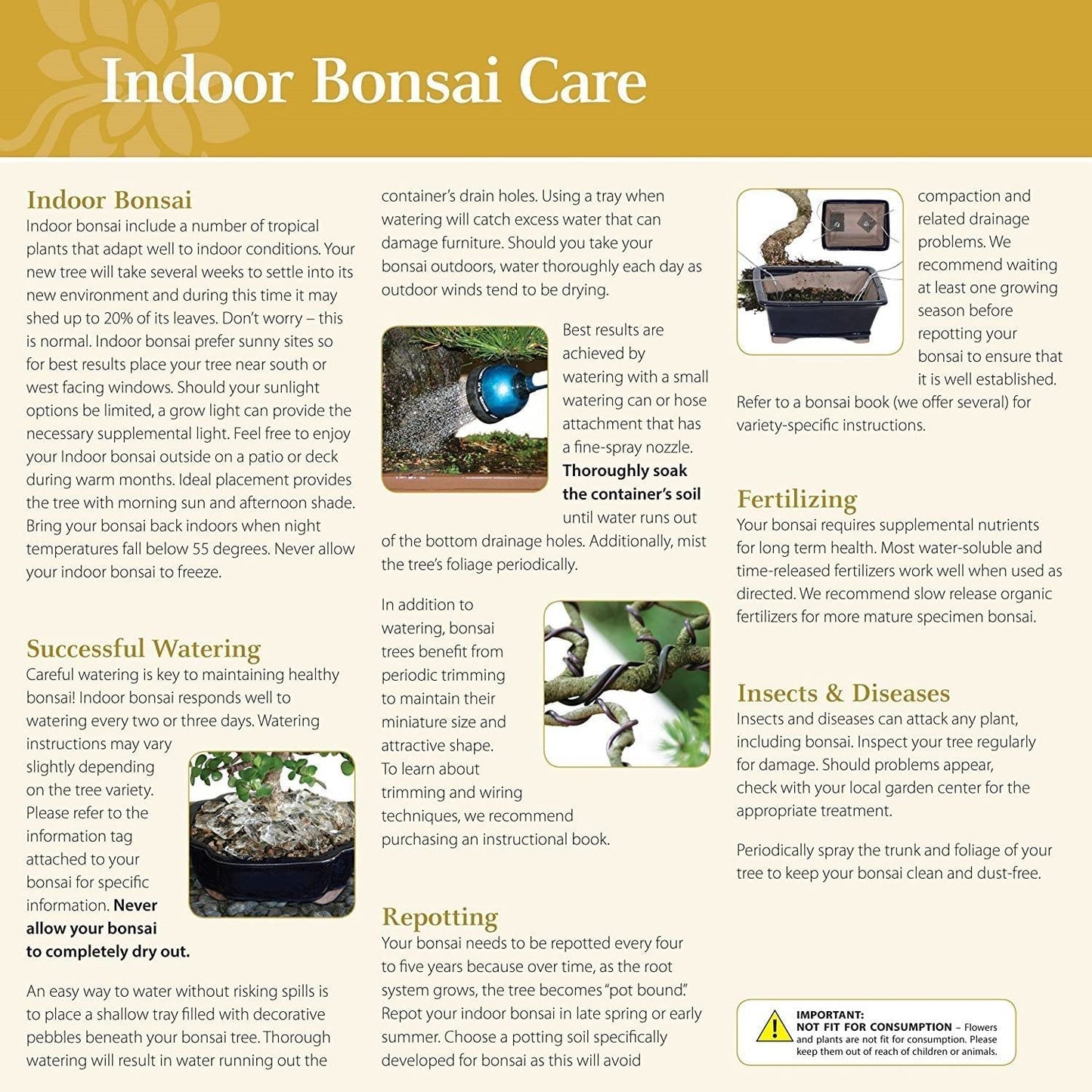 Brussel's Bonsai Live Fukien Tea Bonsai Tree - Small, 6 Year, 6 to 8 inches Tall - Indoor Bonsai Tree Live with Ceramic Bonsai Pot