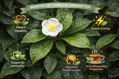 Camellia Sinensis Tea Plant | 1 Live 4 Inch Plant | Hedge Bush, Black, White & Green Tea Leaves, Indoor Outdoor Gardening, Aromatic Evergreen, Full Sun Shrub, Home Brewing