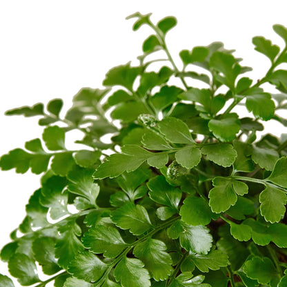 Austral Gem Fern | Live Plant for Indoor & Outdoor | for Living Room, Office, Bathroom | (6" Pot)