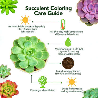 Sprout N Green Echeveria Big Red, Live Succulent Plant Fully Rooted in 4" Pots with Soil Mix, Real Houseplant for Indoor Outdoor Home Office Wedding Decoration Party Favor