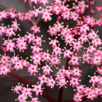 Proven Winners Pink Pony Elderberry (Sambucus nigra) Live Plant, 4.5" Qt