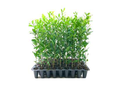 Southern Live Oak Tree | Quercus Virginiana | 3 Live Plants | Durable Picturesque Shade Tree | Dark Green Foliage
