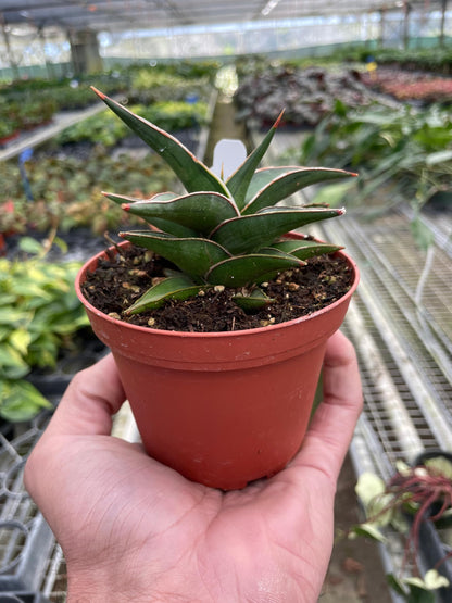 Snake 'Lavranos' | Live Plant for Indoor & Outdoor | for Living Room, Office, Bathroom | (4" Pot)