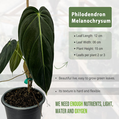 LEAL PLANTS ECUADOR Philodendron Melanochrysum|Exotic Indoor Houseplant for Living Room | Live Philodendron Plant |Beautiful Dark Melanochrysum for Home Decor