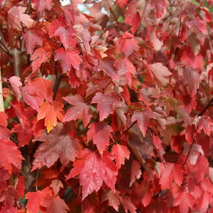 Live Plant - Sun Valley Red Maple Tree - 8-14" Tall - 2.5" Pot - Live Plant - Ships Potted