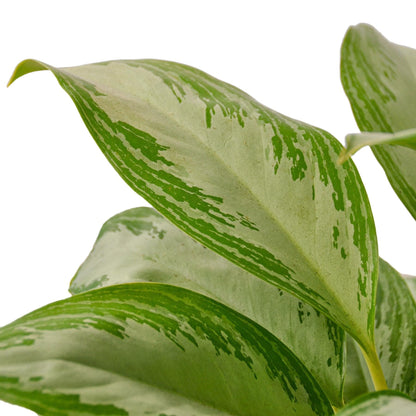 7 Pack Chinese Evergreen 'Silver Bay' in 6in Pot - Live Plants Tropical Houseplants | Variegated | USA Growers | The Snobby Leaf