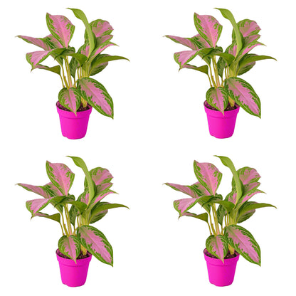 4 Pack Chinese Evergreen 'Silver Bay' in 6in Pot - Live Plants Tropical Houseplants | Variegated | USA Growers | The Snobby Leaf