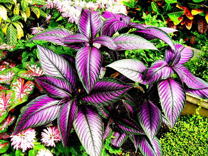 Live Plant - Persian Shield**Strobilanthes Dyerianus Starter Plant