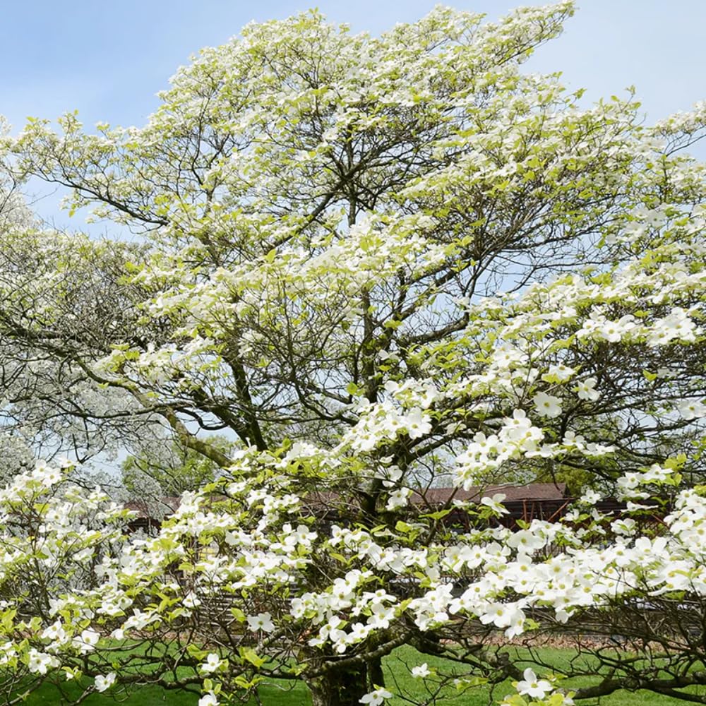 1 White Dogwood Tree Live Plant for Planting, 6-14 Inc Height, in Pot, White Dogwood Live Plant Dogwood Bush Shrub, Dogwood Plant Live, Dogwood Flowers
