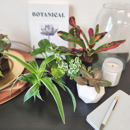 Easy to Grow Houseplants (Pack of 6), Live House Plants in Containers, Growers Choice Plant Set in Planters with Potting Soil Mix, Home Décor Planting Kit or Outdoor Garden Gifts by Plants for Pets