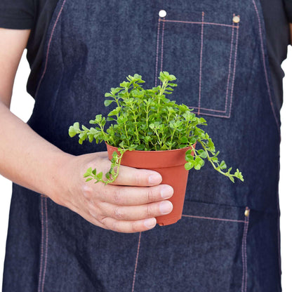 Nettle 'Baby's Tear' Live Plant for Indoor | Different Houseplants in 4'' & 6'' Pot | Real House Plant for Living Room, Office, Desk & Bathroom | Baby tear's