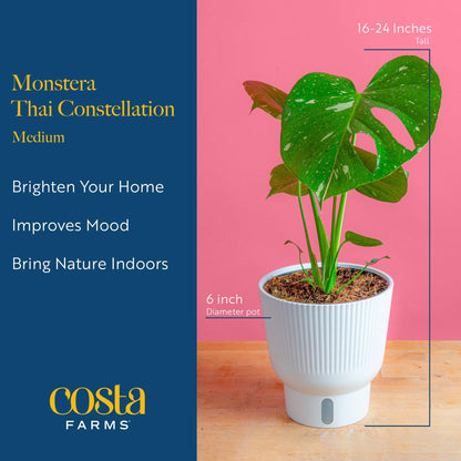 Costa Farms Thai Constellation, Variegated Monstera Live Plant in Self Watering Pot, Indoor Houseplant, Home, Room, or Office Decor, House Warming or Birthday Gift, 12-18 Inches Tall