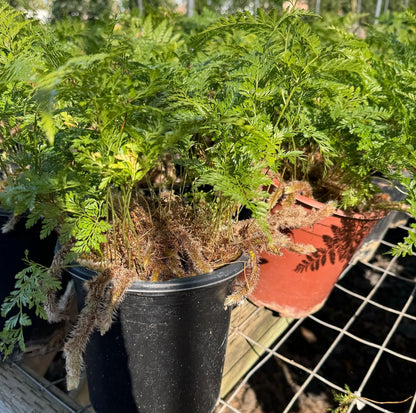 Rabbit's Foot Fern | Live Plant for Indoor & Outdoor | for Living Room, Office, Bathroom | (6" Pot)