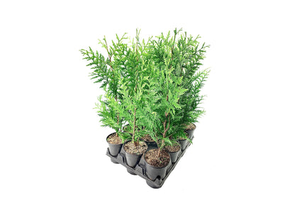 Thuja Plicata 'Green Giant' Arborvitae - 1 Quart Size Plant - Live Evergreen Privacy Tree