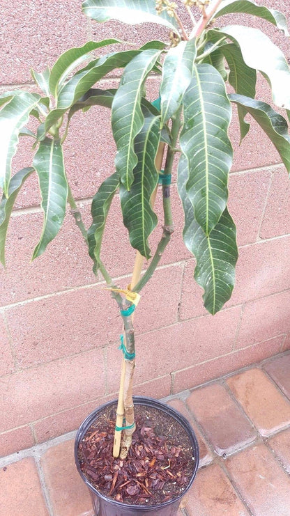 Mango Tree - Live Fruit Tree in a 3 Gallon Pot - Mangifera Indica 'Mallika' - Tropical Edible Fruit Bearing Tree