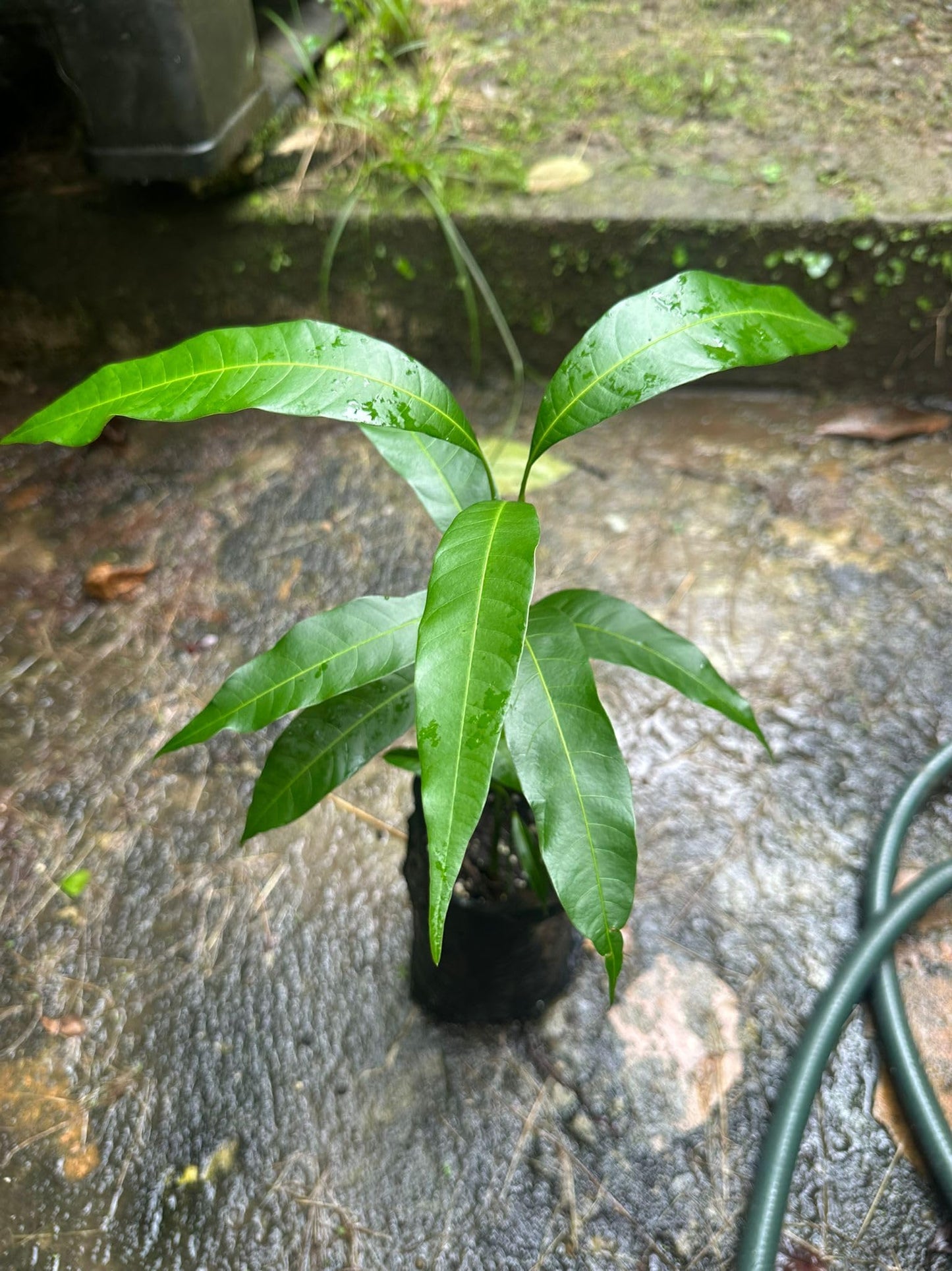 Palmer Mango Tree – 8–12 in Live Tropical Fruit Tree Seedling (Mangifera Indica) | Naturally Grown from Seed | Sweet, Low-Fiber Mango Variety | Fast-Growing Live Plant for Home Garden or Patio