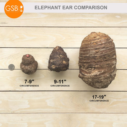 Garden State Bulb Premium Black Magic Elephant Ear Bulbs, 7/9 inches, Spring Planting (Bag of 2)