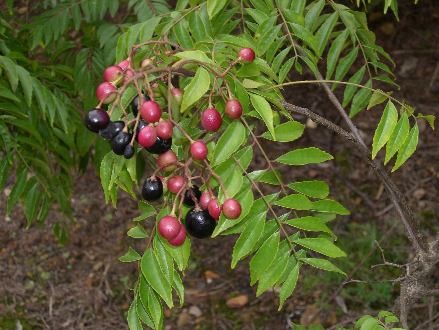 Curry Leaf Plant. Live Plant. Fragrant, Beautiful, Edible. Easy Grow. Indian Cooking Must Have. Murraya Koenigii. (1 Sac)