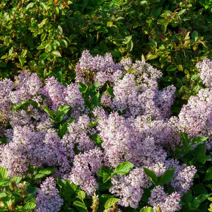 Lilac Live Plant in Pot, Hardy Shrub with Reblooming Blossoms, 1-2 Year Old Plant, Dormant in Winter, Fragrant Flowers (Lavender Lilac)