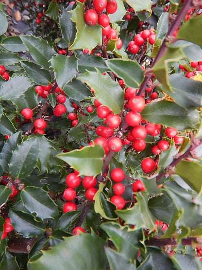 Ilex X meserveae 'Berryific' (Holly) Evergreen, Male & female in same pot, #3 - Size Container