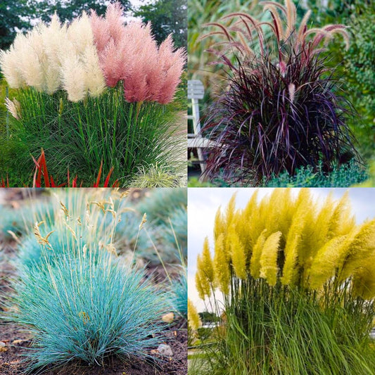 4 Assorted Grasses Ornamental Live Plants Seedlings Well-Rooted, Size 5 to 9" Perennial Hardy Ornamental Grass Plants, Mixed Colors (Mixed 4 Random Grasses - 4)