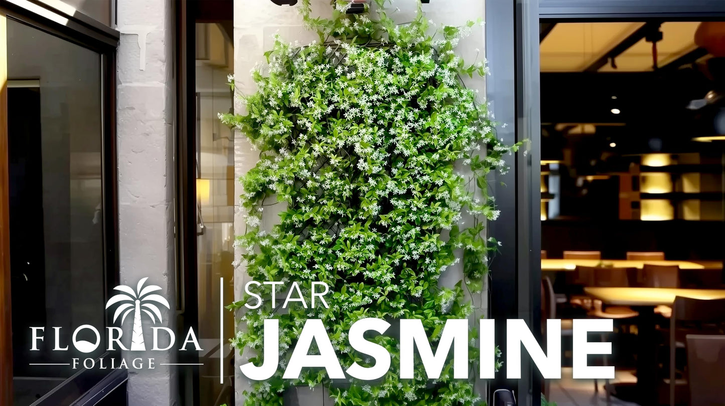 Star Confederate Jasmine | 1 Large Trade Gallon Size Plant | Trachelospermum jasminoides | Flowering Vine Plants | Evergreen Ground Cover for Landscaping