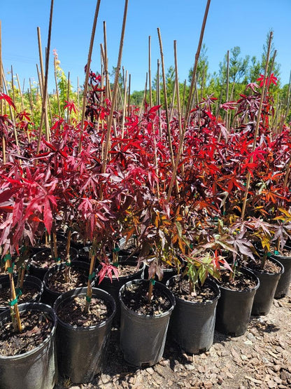 Emperor 1 Red Japanese Maple - Live Plant - (2.5 QT)