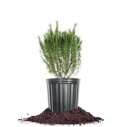 Perfect Plants Southern Living Chef's Choice Rosemary Bush in 1 Gallon Pot | Live Plant | Edible, Aromatic herb for Home Cooking and Gardening | Great for Cooking and Grilling | Zones 7-10