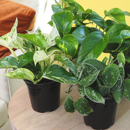 Live Pothos Plants (3PK) Indoor Plants Live Houseplants Mix Pack, Pothos Live Plant Box, Epipremnum Aureum, House Plants Indoors Live Plants, Real Plant Decor, Devils Ivy Vine by Plants for Pets