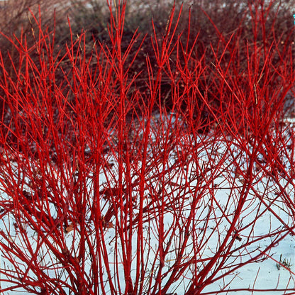 Direct Gardening Cardinal Red Twig Dogwood Starter Hedge Kit Dormant Bare Root White Flowering Starter Shrubs 2 Pk, Can't Ship to FL