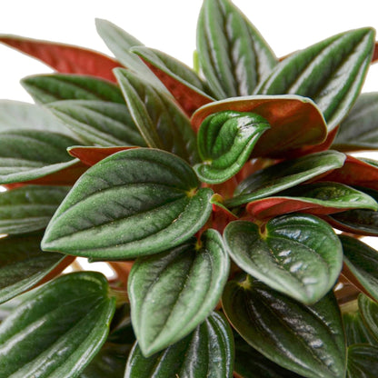 Peperomia Rosso | Live Plant for Indoor & Outdoor | for Living Room, Office, Bathroom | (4" Pot)