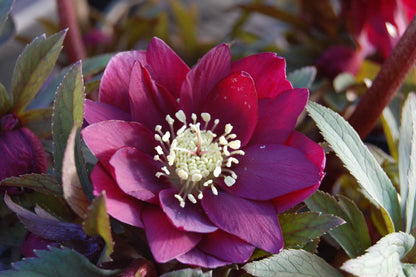 Perennial Farm Helleborus Winter Jewels ‘Red Sapphire’ – Live Lenten Rose in 1 Quart, Deep Red Blooms, Early Spring Color, Shade Loving, Deer Resistant, Ideal for Borders & Woodland Gardens