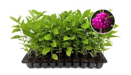 American Beautyberry | 3 Live Plants | Callicarpa Americana | Drought-Tolerant, Vibrant Purple Berries, Attracts Birds & Butterflies | Easy to Grow