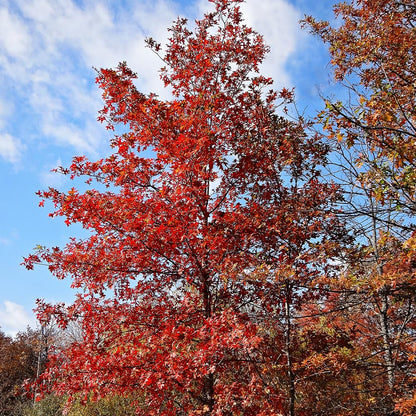 Nuttall Oak Tree, Adaptable, Deciduous, Shade Tree, Acorn Producing, 5 gal, Nursery Pot
