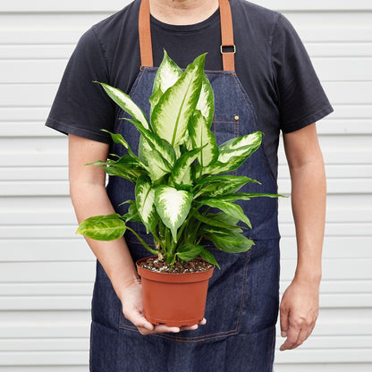 Dieffenbachia Camille | Live Plant for Indoor & Outdoor | for Living Room, Office, Bathroom | (6" Pot)