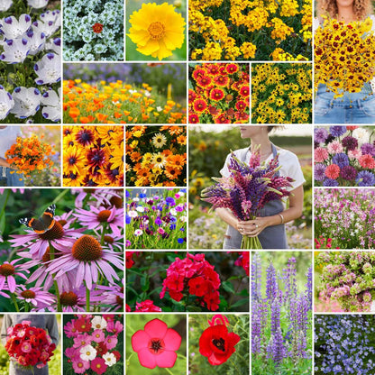 Eden Brothers Southeast Wildflower Mixed Seeds for Planting, 1/4 lb, 120,000+ Seeds with Cornflower, Blanket Flower | Attracts Pollinators, Plant in Spring or Fall, Zones 3, 4, 5, 6, 7, 8, 9, 10