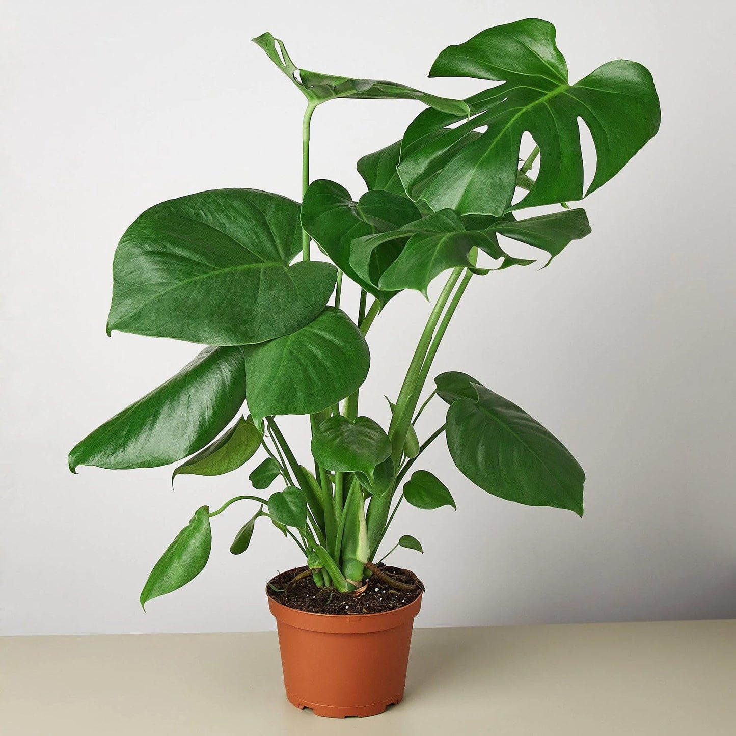 9 Pack Philodendron Monstera Split-Leaf in 6in Pot - Live Plants Tropical Houseplants | Variegated | USA Growers | The Snobby Leaf