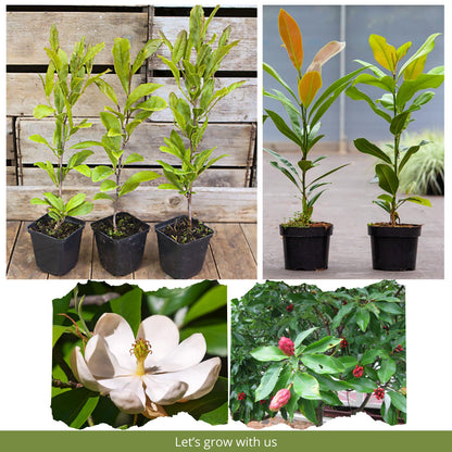 Magnolia Plant Live 6 to 12 Inches Tall, in 2.5 Inches Pot, Magnolia Tree Live Plant, Fragrant Magnolia Flowers (Sweetbay Magnolia)