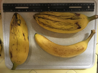 Banana Plant, Orinoco Banana, 'Musa accuminata' (Medium 13" - 24")