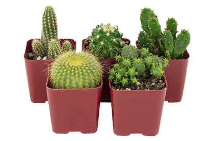 Shop Succulents | Can't Touch This Collection | Assortment of Hand Selected, Fully Rooted Live Indoor Cacti Plants, 5-Pack