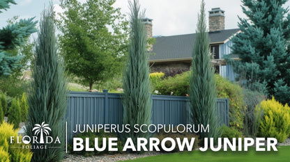 Blue Arrow Juniper | 3 Live 4 Inch Plants | Juniperus Scopulorum | Fast Growing Privacy Screen, Outdoor Evergreen Shrub, Narrow Columnar Shape, Low Maintenance Landscape, Drought Tolerant