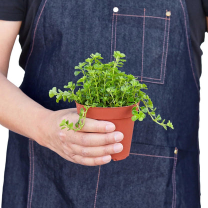 Nettle 'Baby's Tear' | Live Plant for Indoor & Outdoor | for Living Room, Office, Bathroom | (3" Pot)