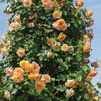 Heirloom Climbing Roses, Live Own Root Plant for Outdoor Garden, Garden Sun™, Lightly Fragrant, Hardiness Zones 5-10, Repeat Blooming
