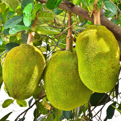 2 Jackfruit Trees Live Plants, Well-Rooted 1 Year Old Seedling Tropical Jackfruit Fruit in 4 Inch Pot, Yellow Sweet